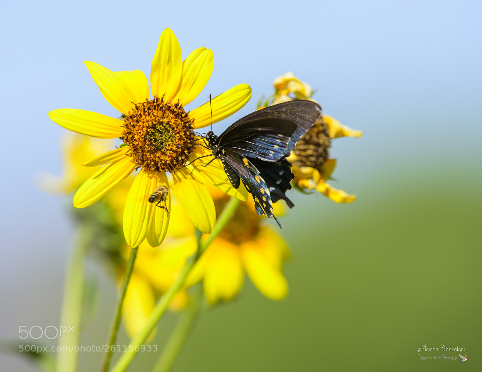 Nikon D810 sample photo. Mbs photography
