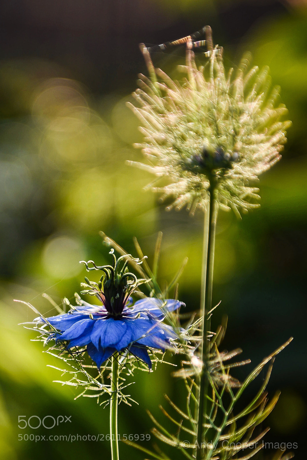 Nikon D810 sample photo. Love in the mist photography