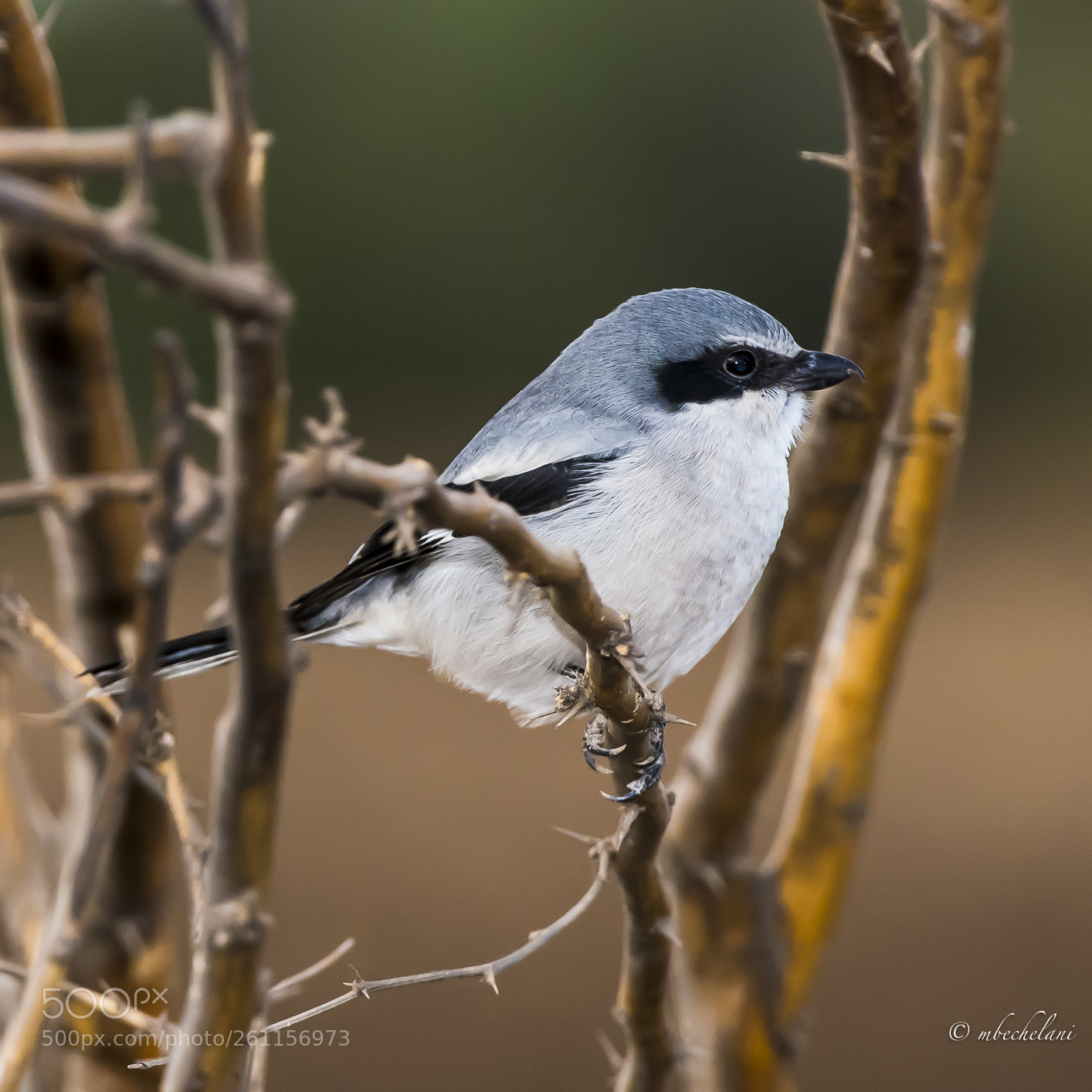 Nikon D810 sample photo. Mbs photography