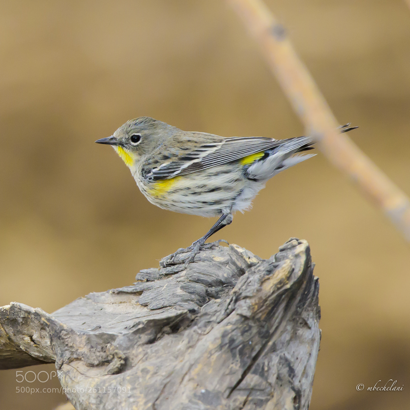 Nikon D810 sample photo. Mbs photography
