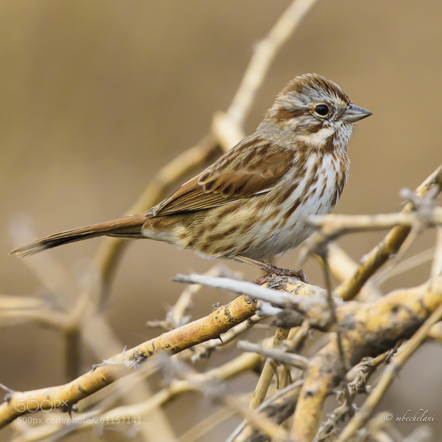 Nikon D810 sample photo. Mbs photography