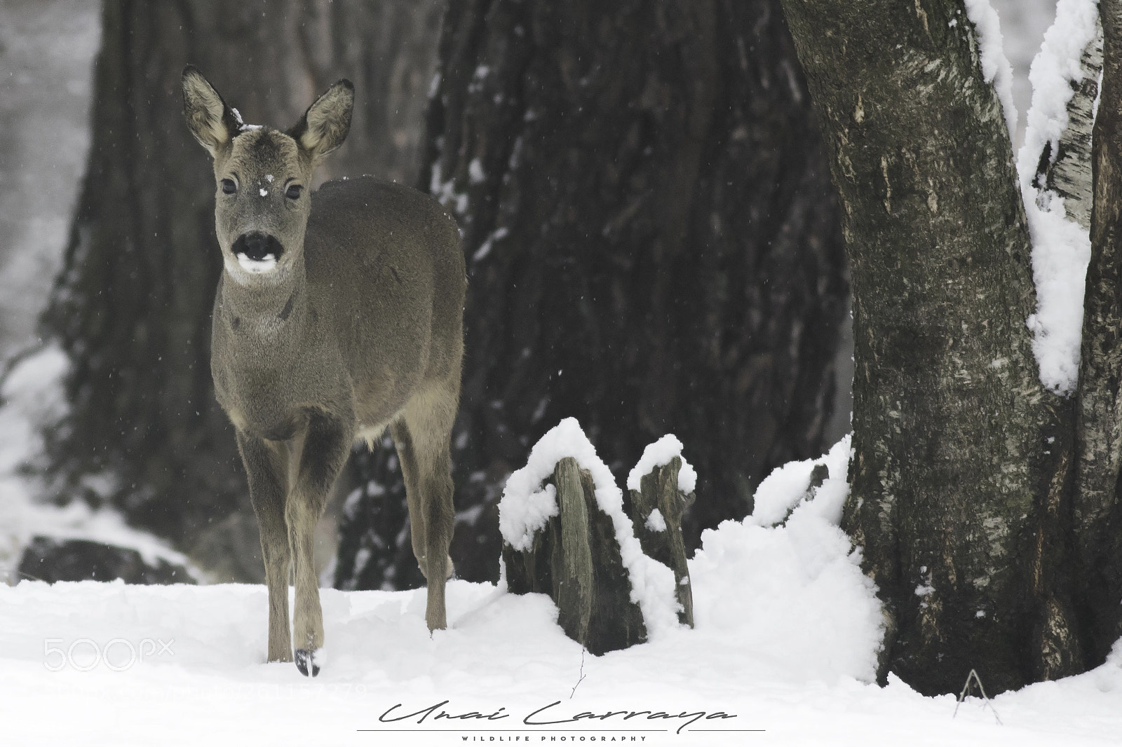 Canon EOS 7D Mark II sample photo. Fauna del bosque. photography
