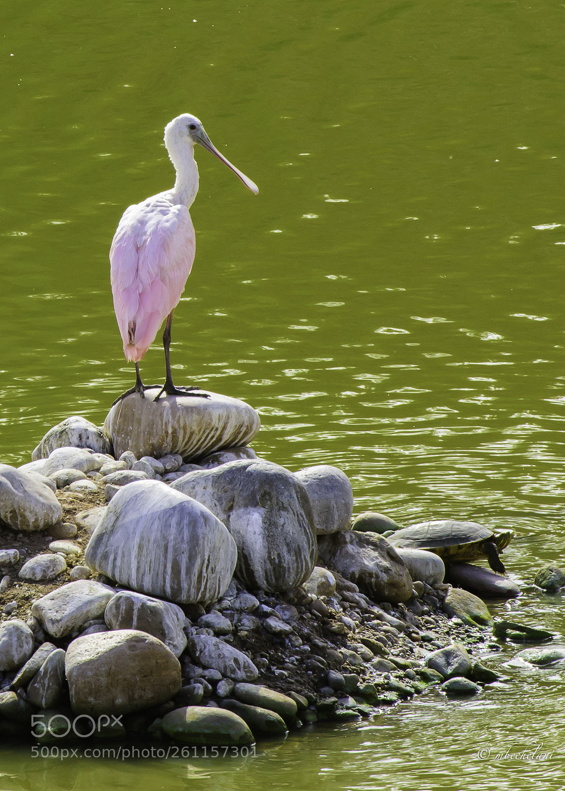 Nikon D810 sample photo. Mbs photography