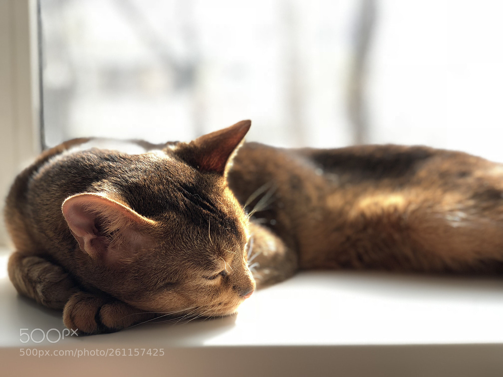 Apple iPhone X sample photo. Маленький член семьи photography