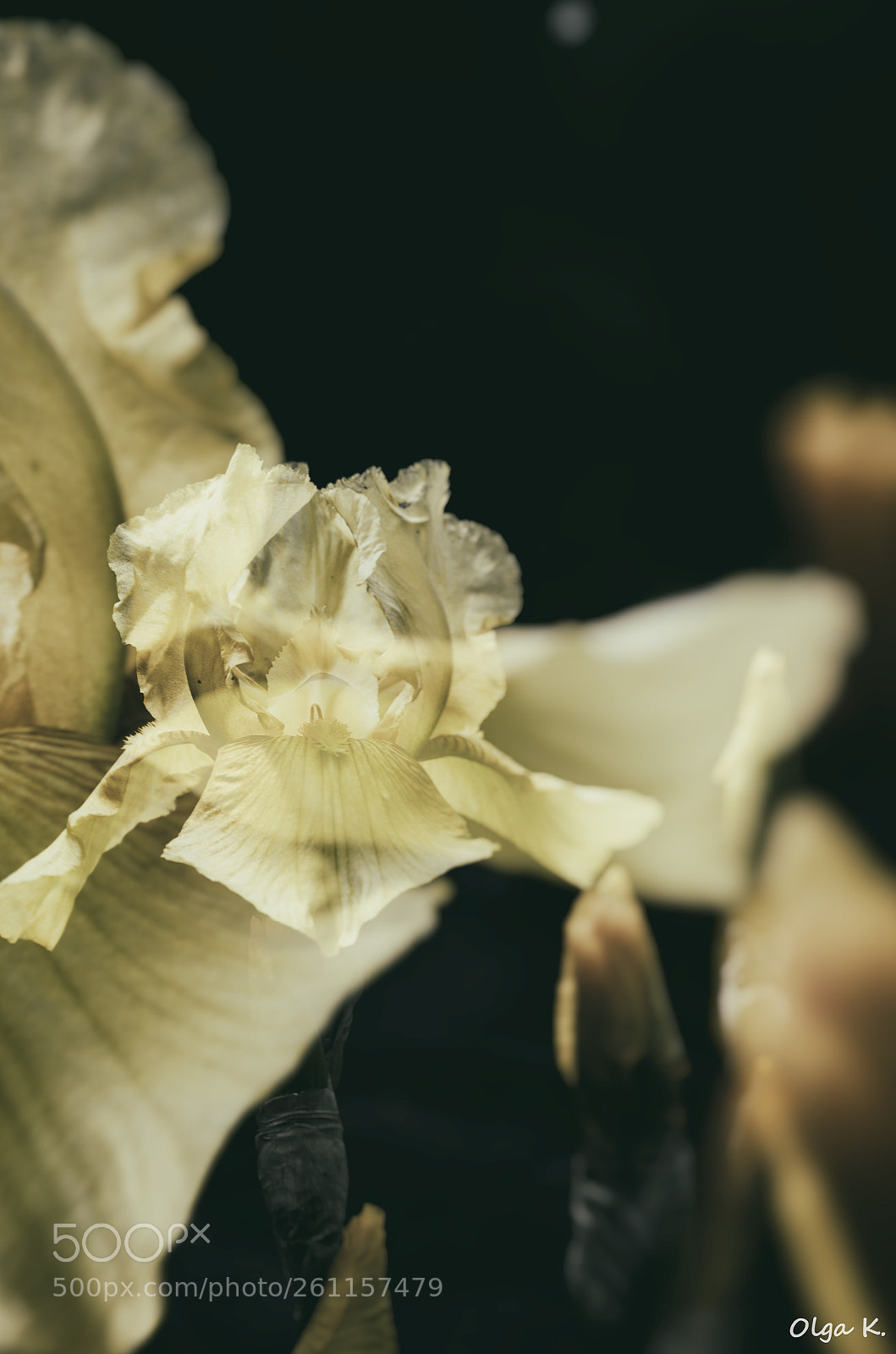Nikon D7000 sample photo. Iris photography