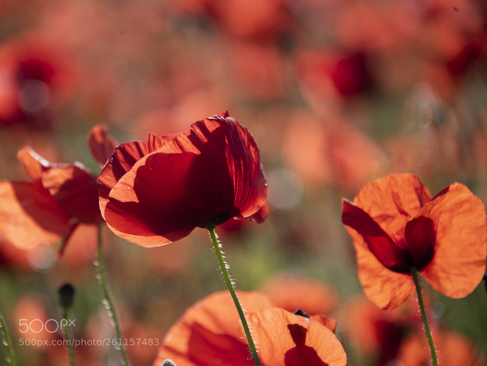 Nikon D810 sample photo. Backlit poppies photography
