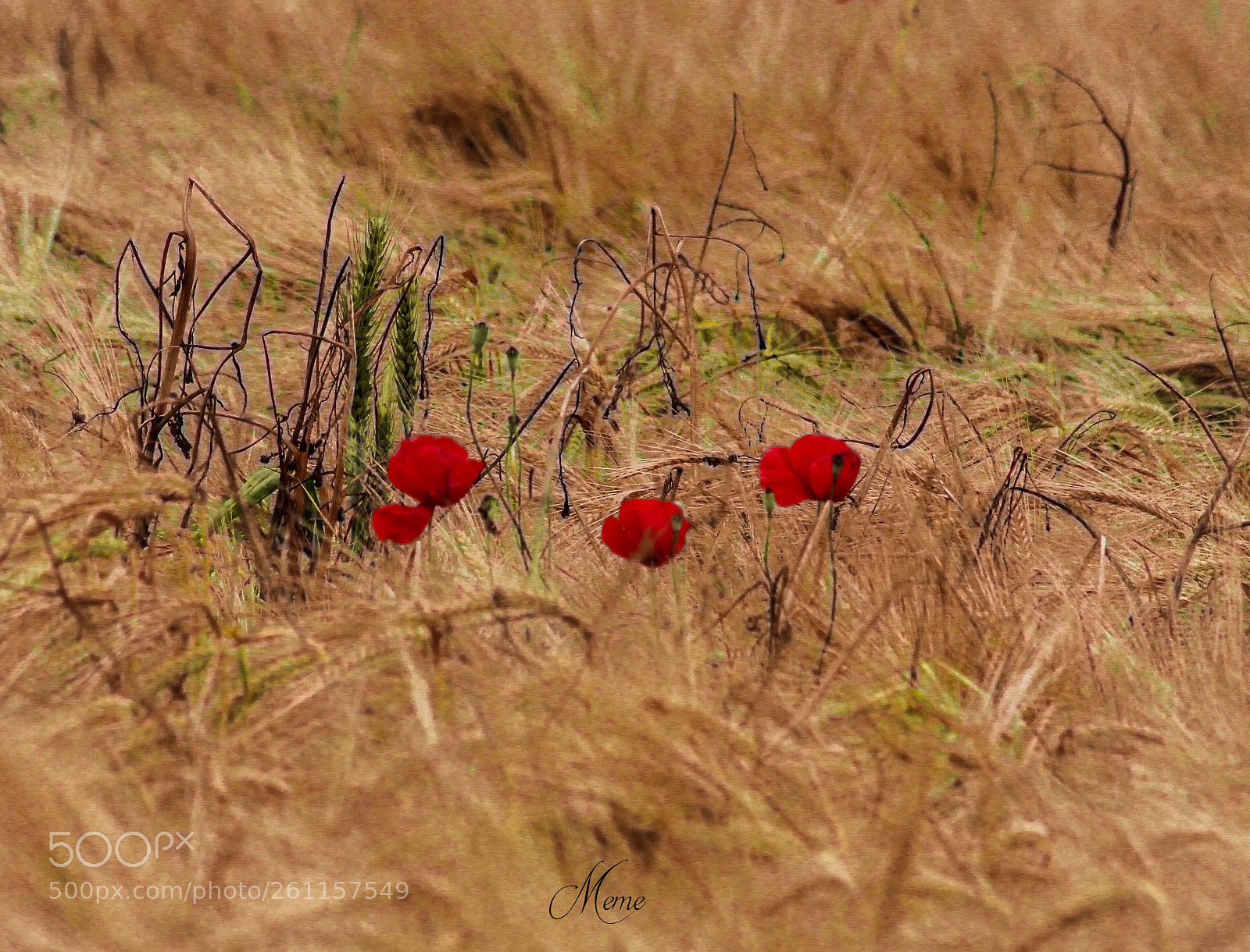 Canon EOS 1200D (EOS Rebel T5 / EOS Kiss X70 / EOS Hi) sample photo. Passion red photography