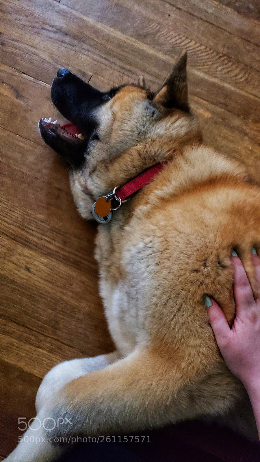 Samsung Galaxy S9+ sample photo. Untitled photography