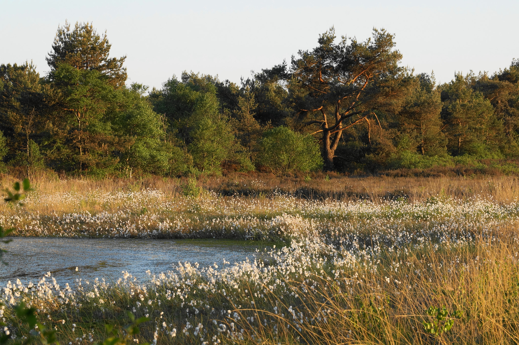 Sony SLT-A58 sample photo. Hambergermoor photography