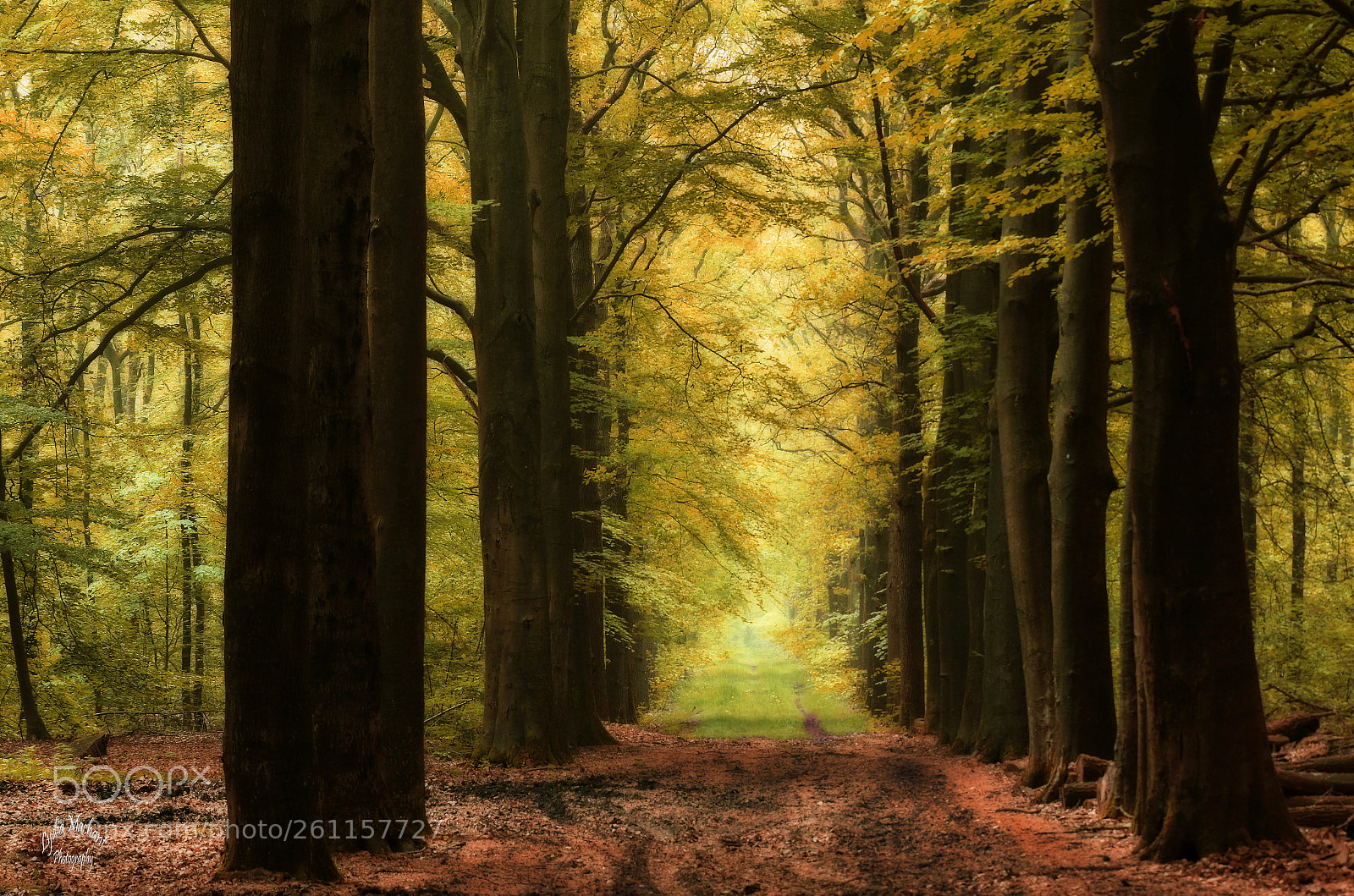 Canon EOS 7D Mark II sample photo. The peaceful golden forest photography