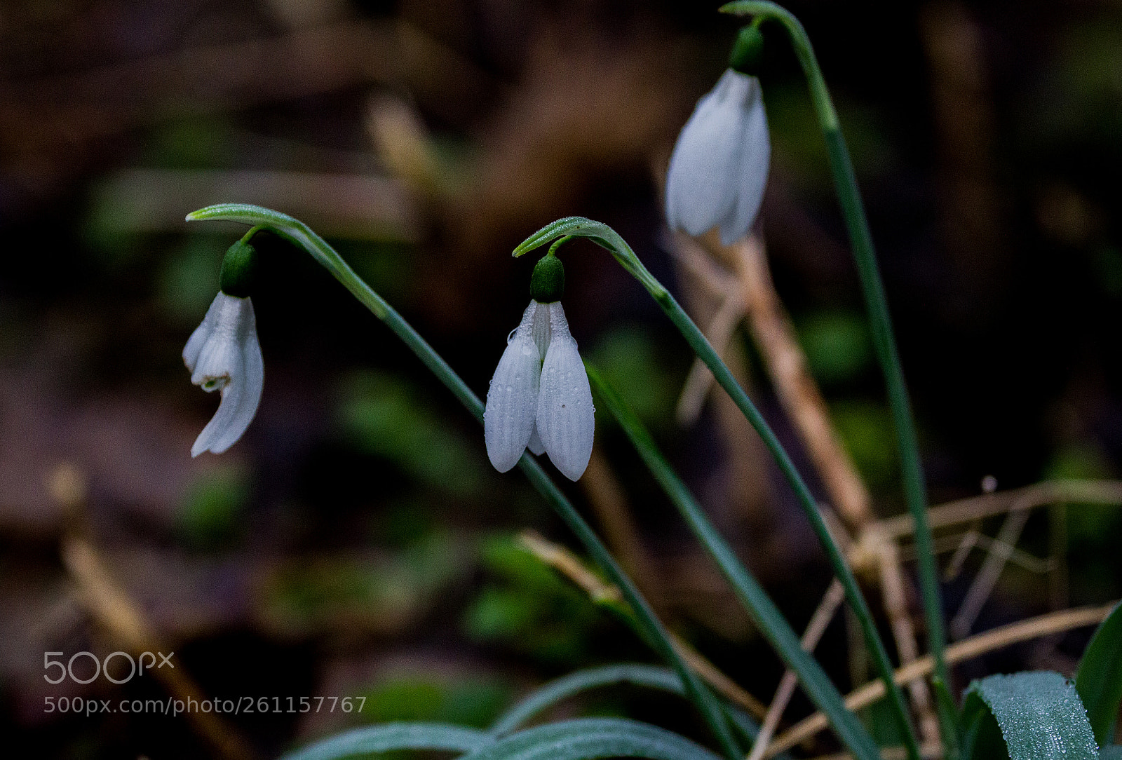 Canon EOS 7D sample photo. Snowdrop after the rain. photography