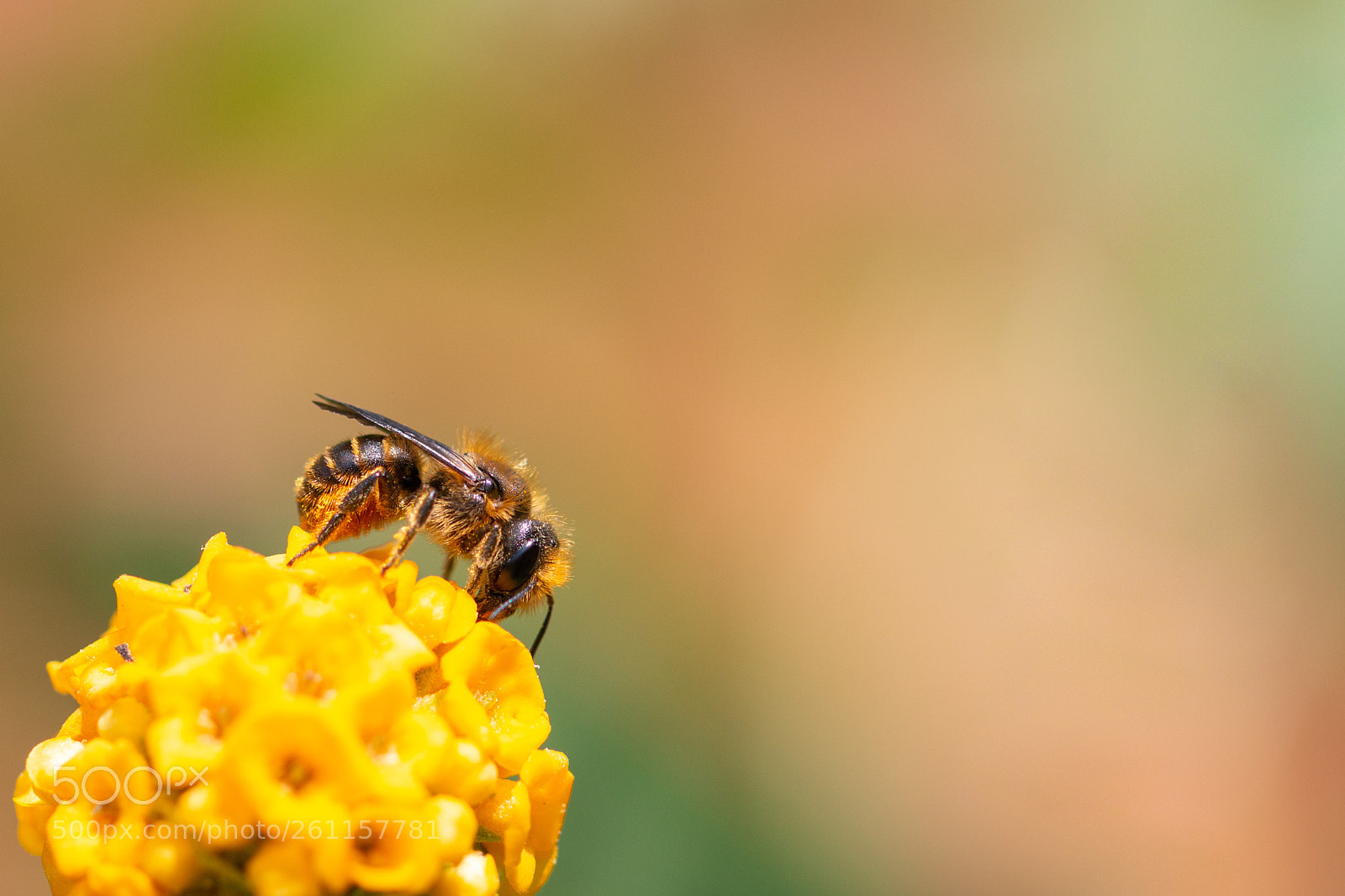 Canon EOS 70D sample photo. Little leafcutter photography