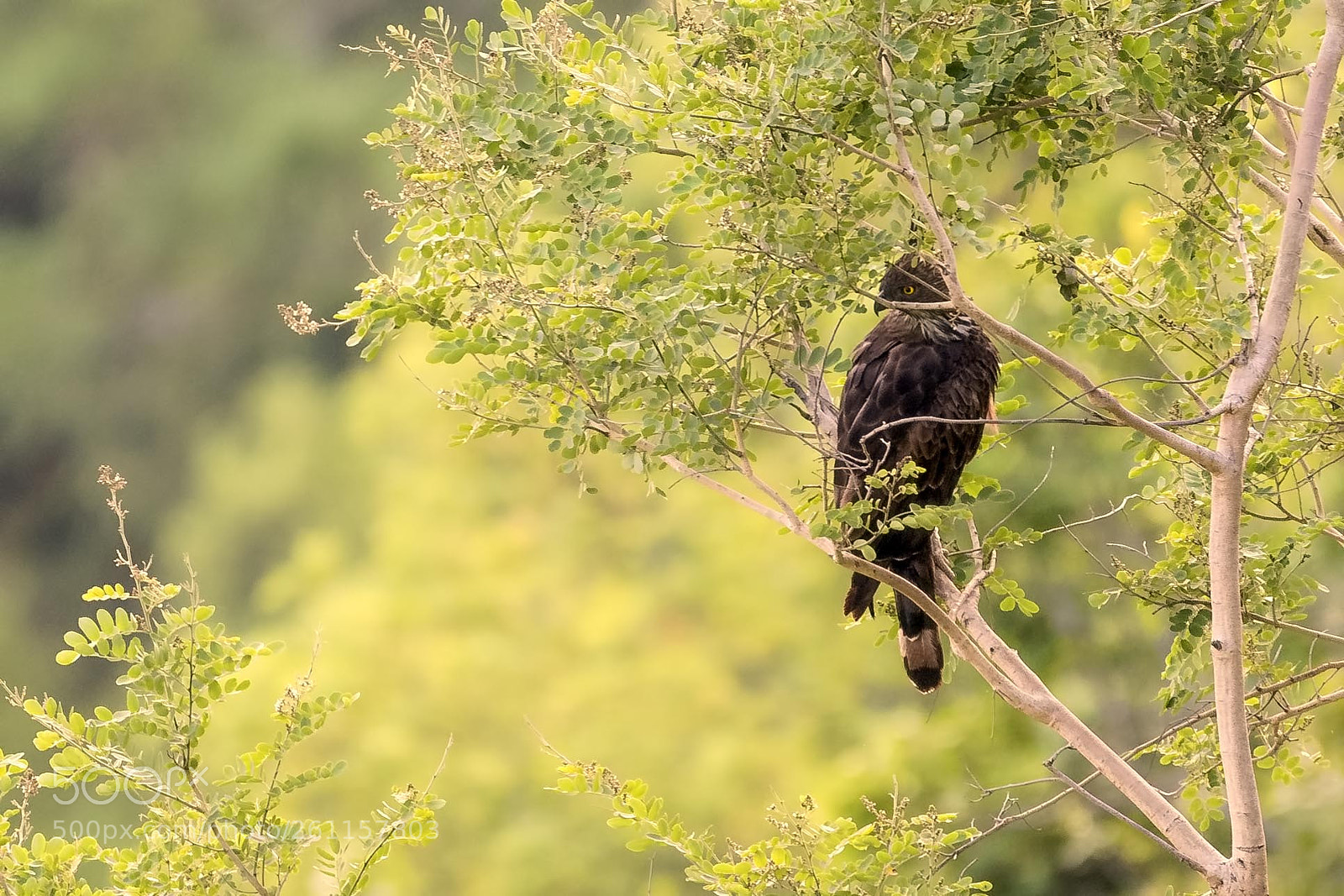 Nikon D810 sample photo. Looking for a prey photography