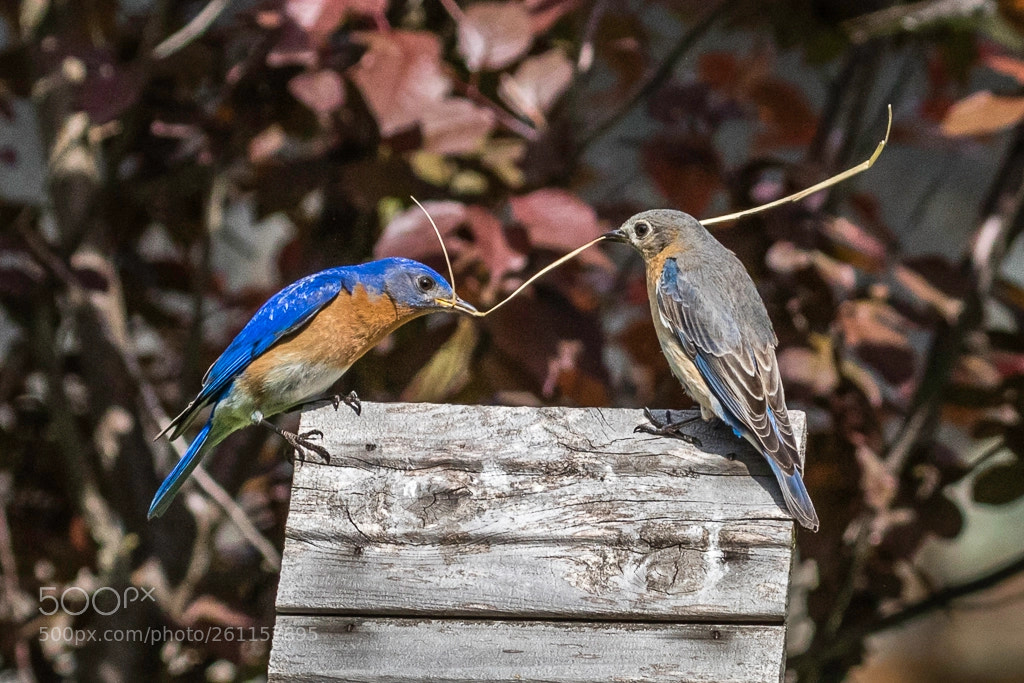 Canon EOS 7D Mark II sample photo. Eastern bluebird pair photography