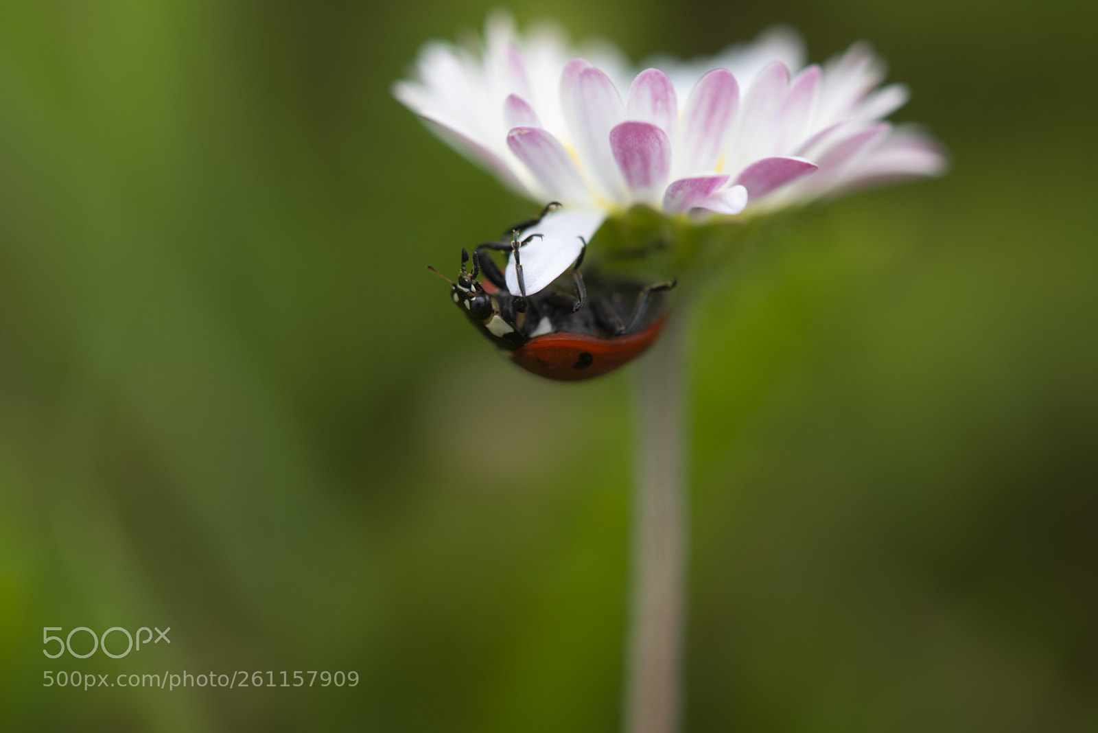 Nikon D750 sample photo. Ladybug ii photography