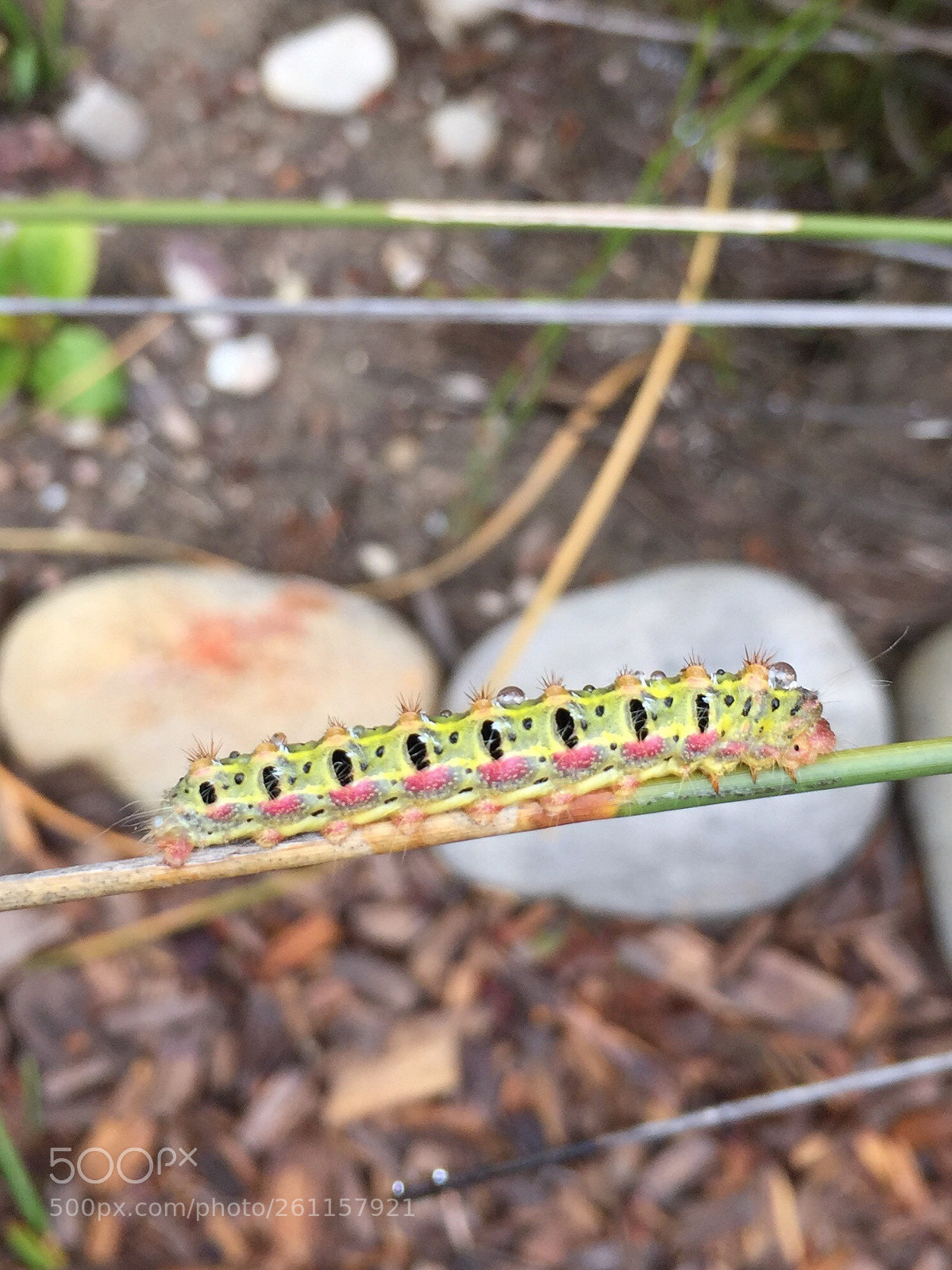Apple iPhone 6 sample photo. Butterfly aspirations photography