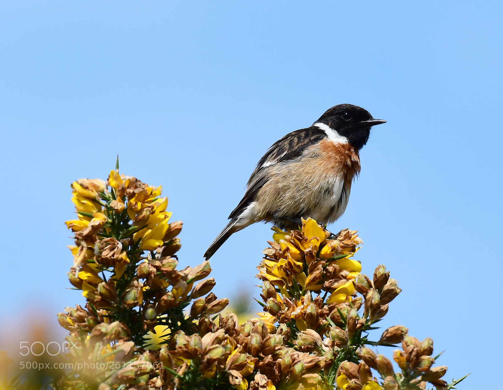 Nikon D500 sample photo. Male stonechat on gorse photography