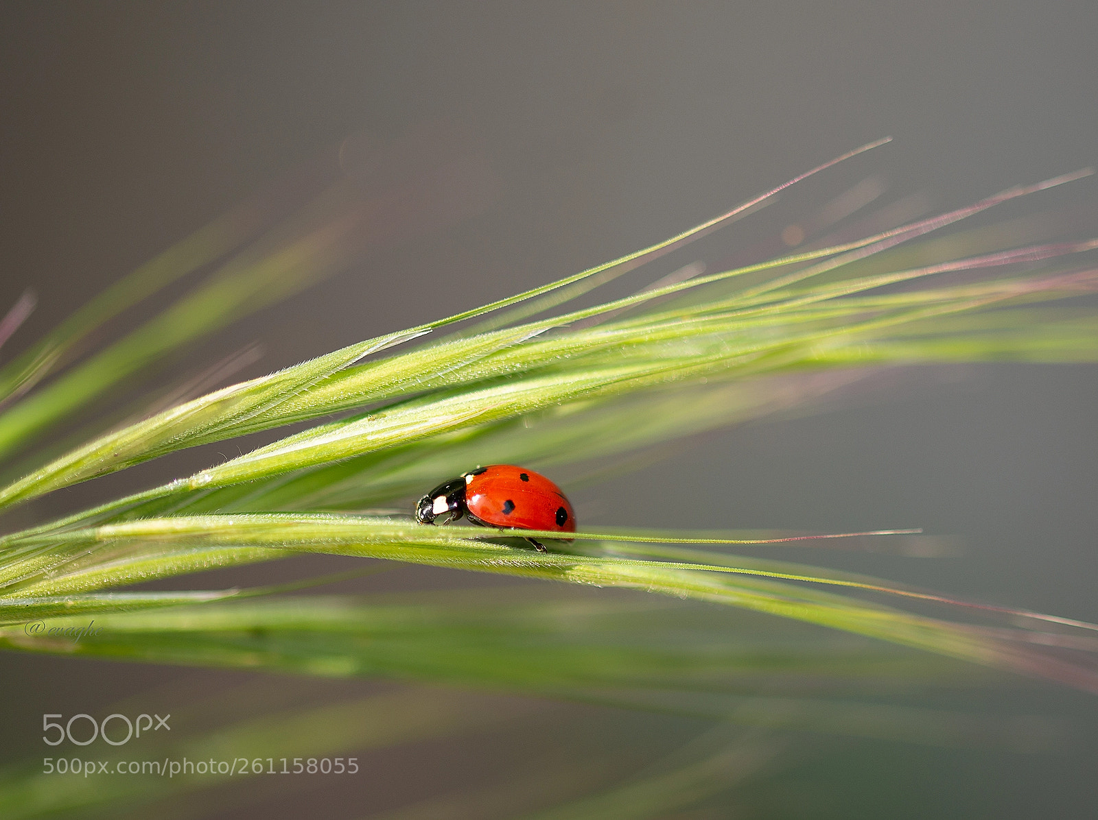 Nikon D610 sample photo. Ladybug giugno photography