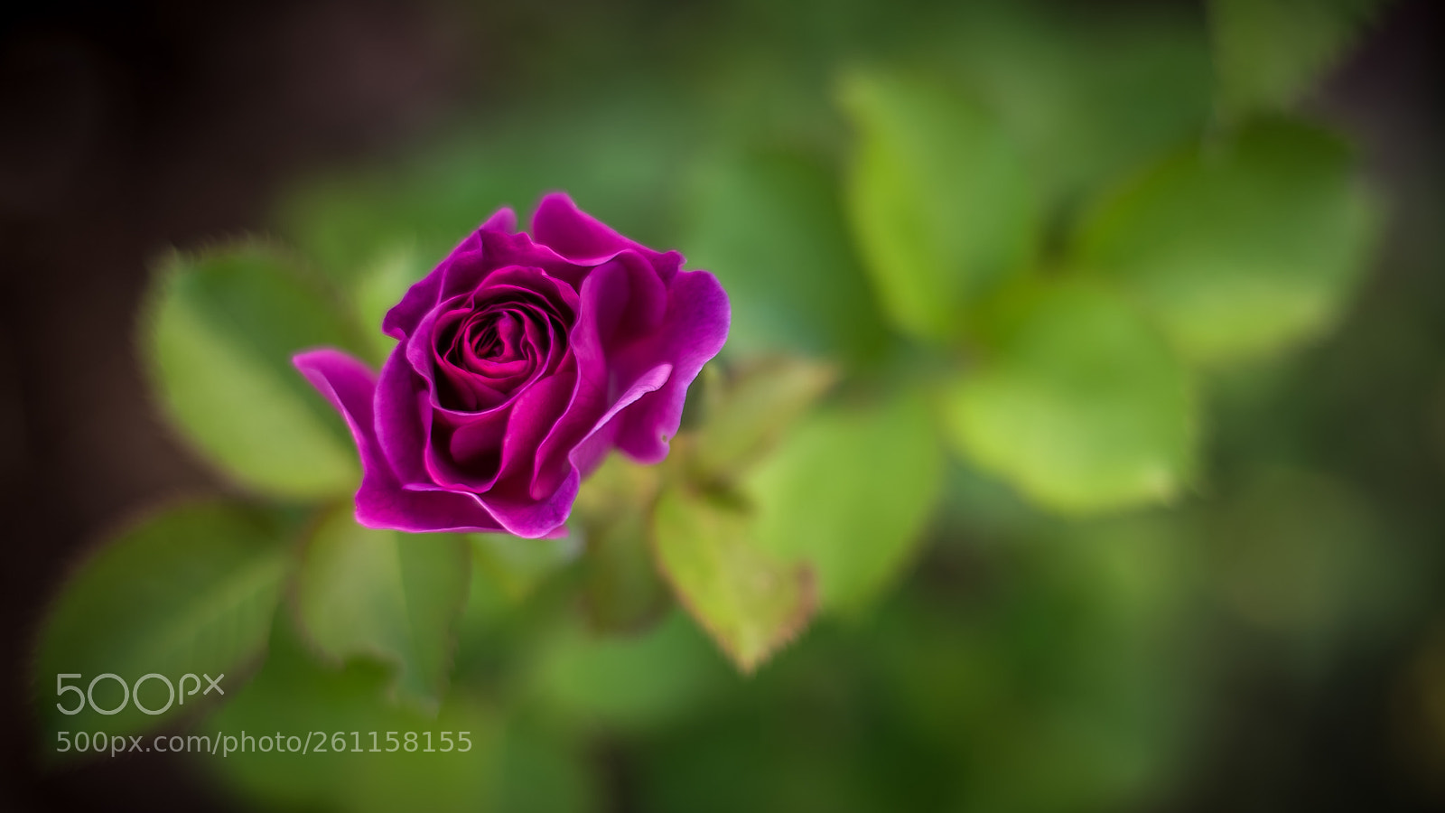 Nikon D750 sample photo. Purple haze photography