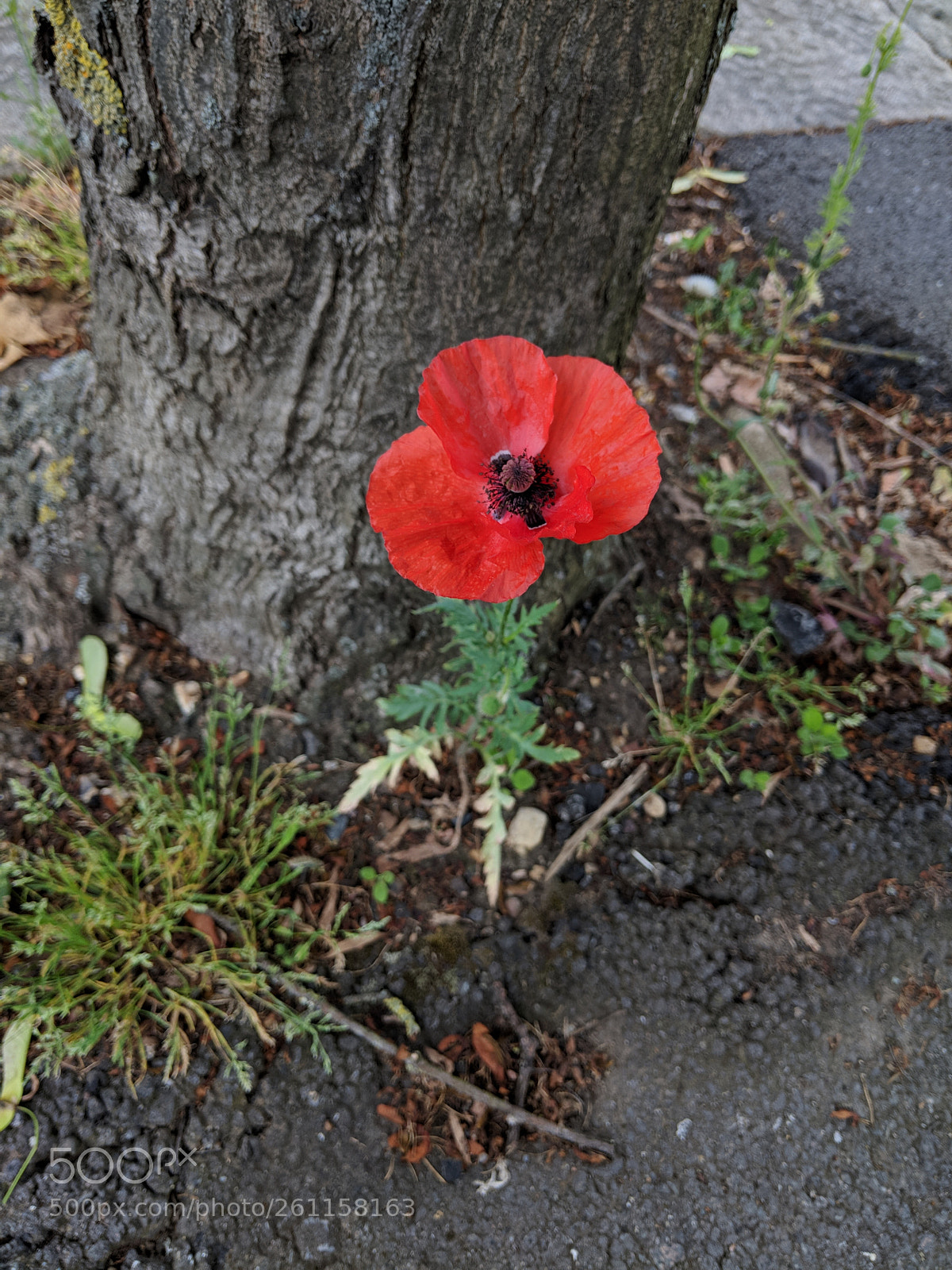 Google Pixel 2 sample photo. Diamond in the rough photography
