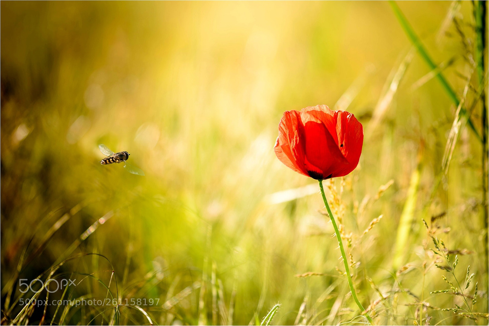 Nikon D800 sample photo. Poppy photography