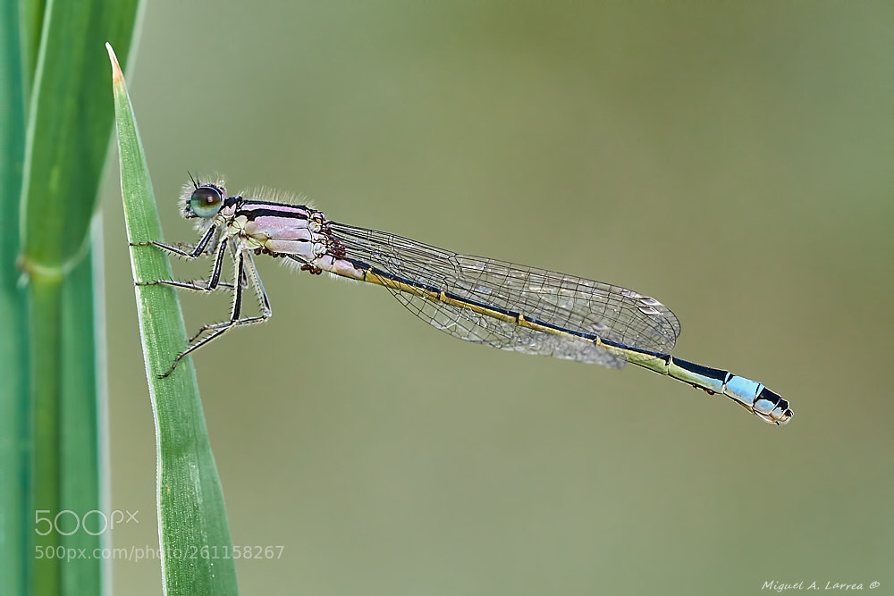 Sony ILCA-77M2 sample photo. Ischnura graellsii photography