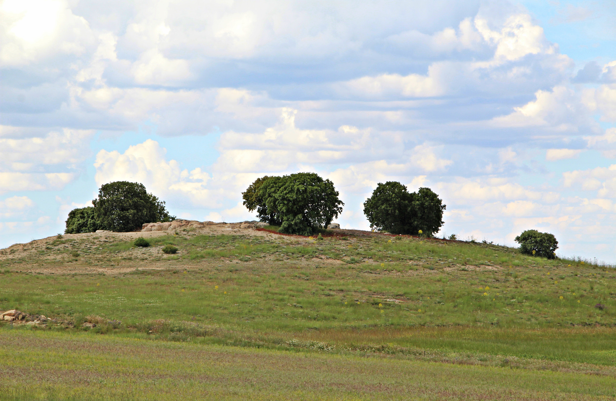 Canon TS-E 90mm F2.8 Tilt-Shift sample photo. Crecimiento de las encinas photography