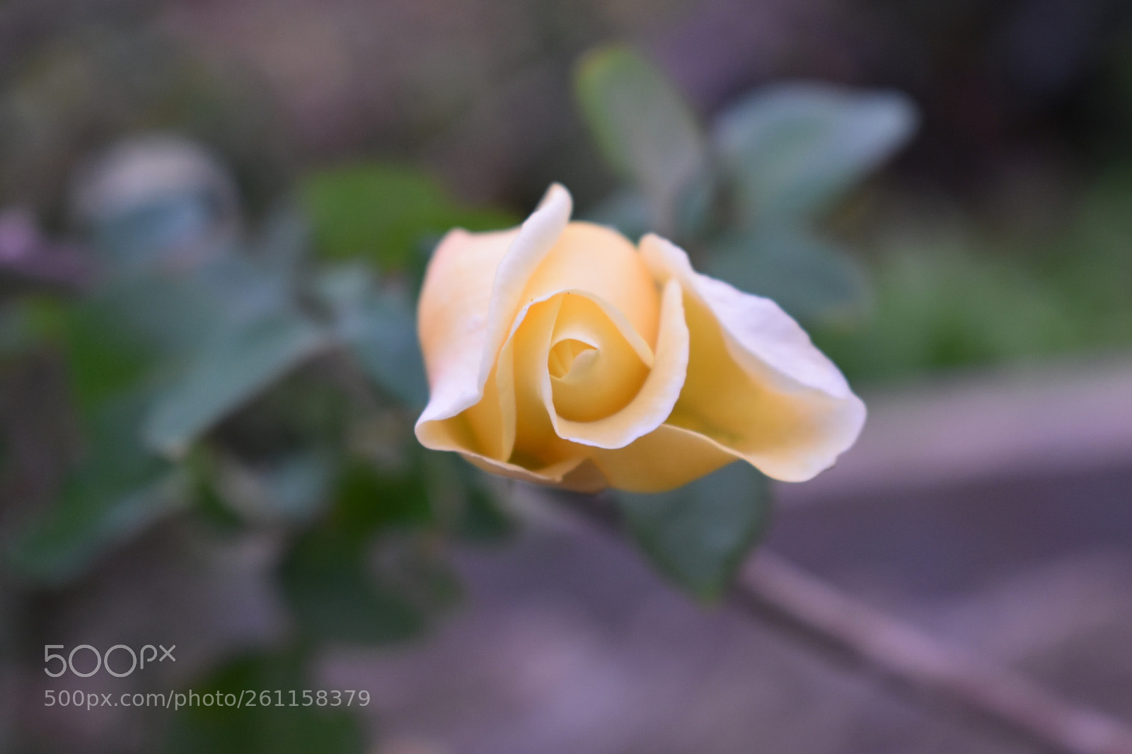 Nikon D5600 sample photo. Foliate photography