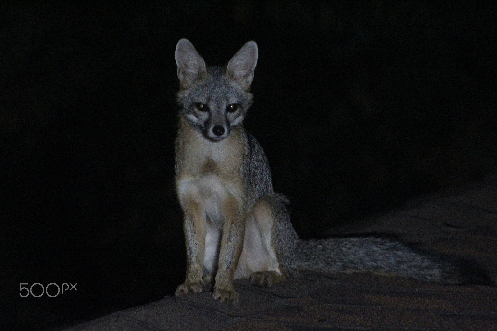 Canon EF 75-300mm f/4-5.6 sample photo. Fox on the roof. photography