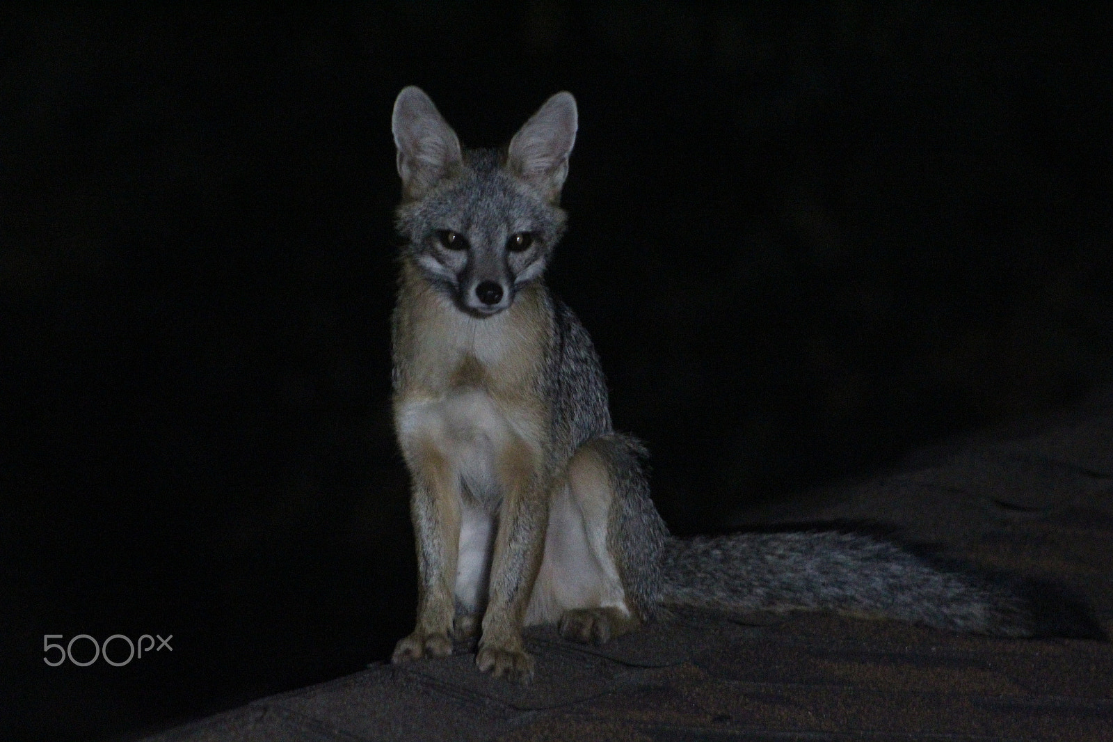 Canon EOS 1300D (EOS Rebel T6 / EOS Kiss X80) + Canon EF 75-300mm f/4-5.6 sample photo. Fox on the roof. photography