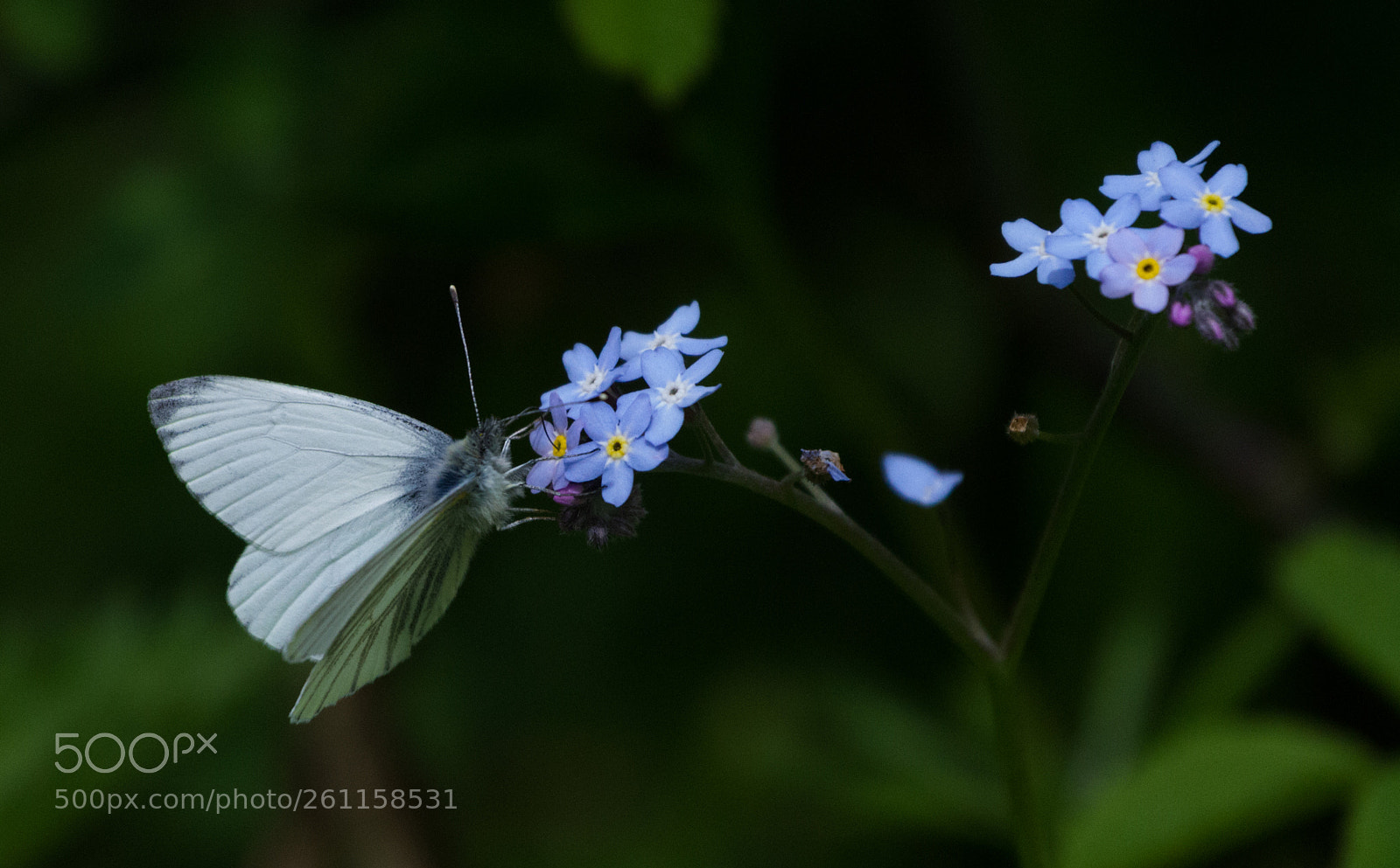 Canon EOS 7D sample photo. Green-veined white butterfly rests photography