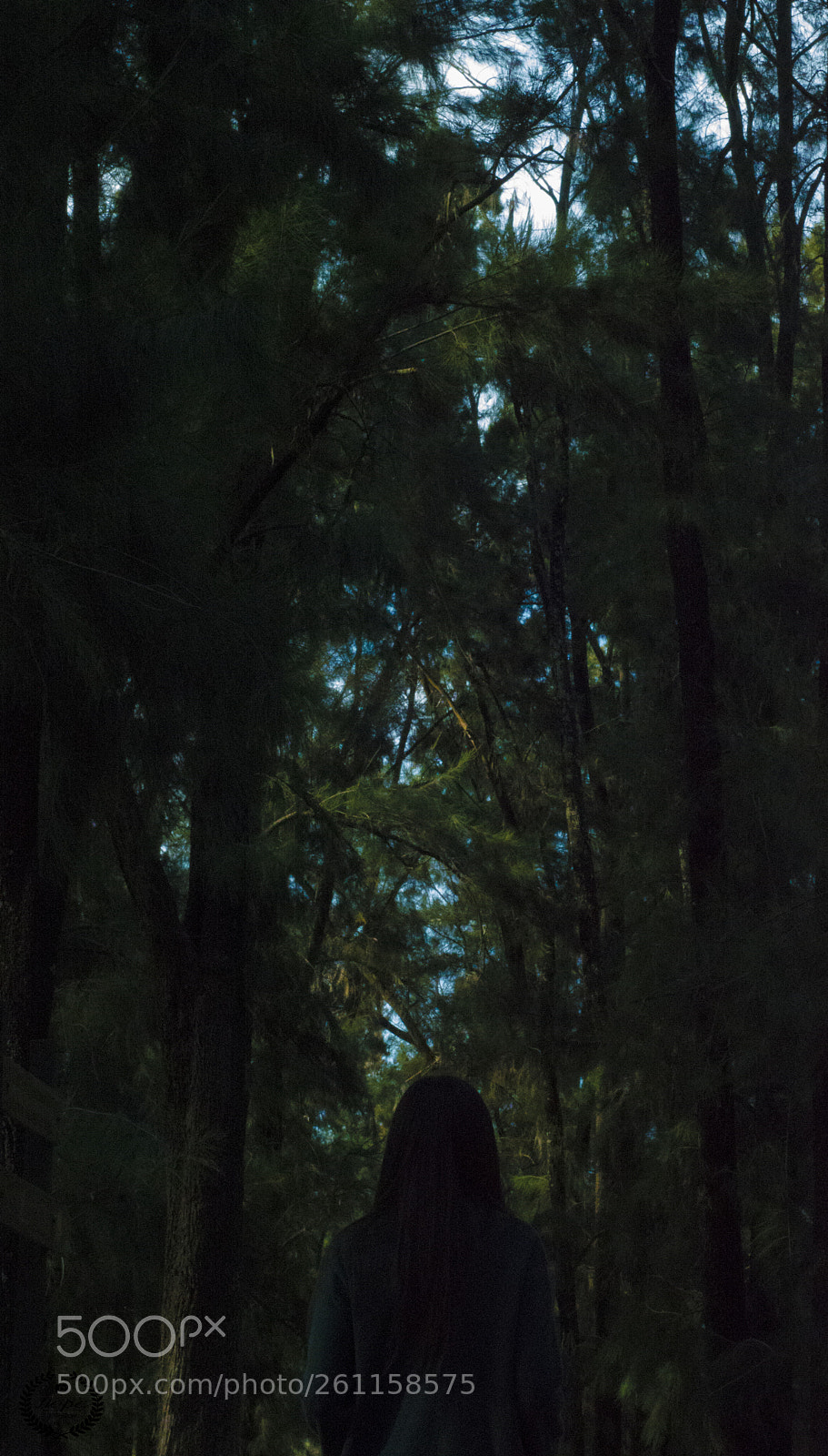 Nikon D3200 sample photo. Into the wood photography