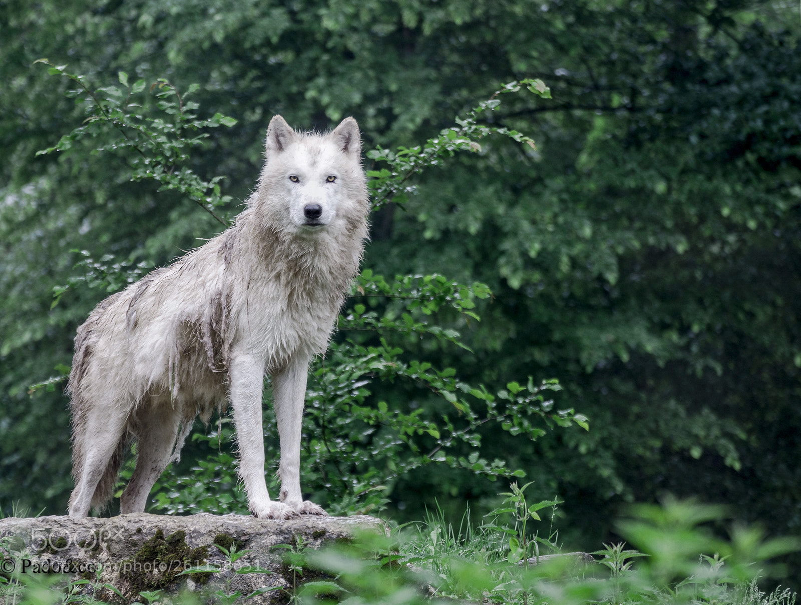 Nikon D7200 sample photo. Loup blanc photography