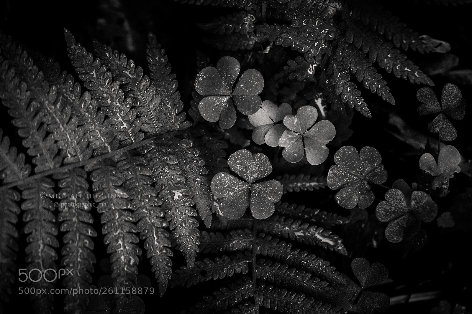 Nikon D610 sample photo. Drizzled flora photography