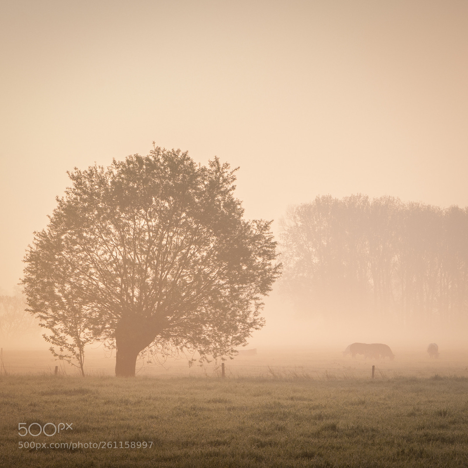 Nikon D60 sample photo. Misty morning photography