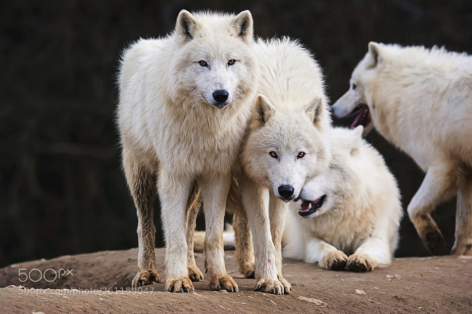 Nikon D7100 sample photo. Arctic wolfs photography