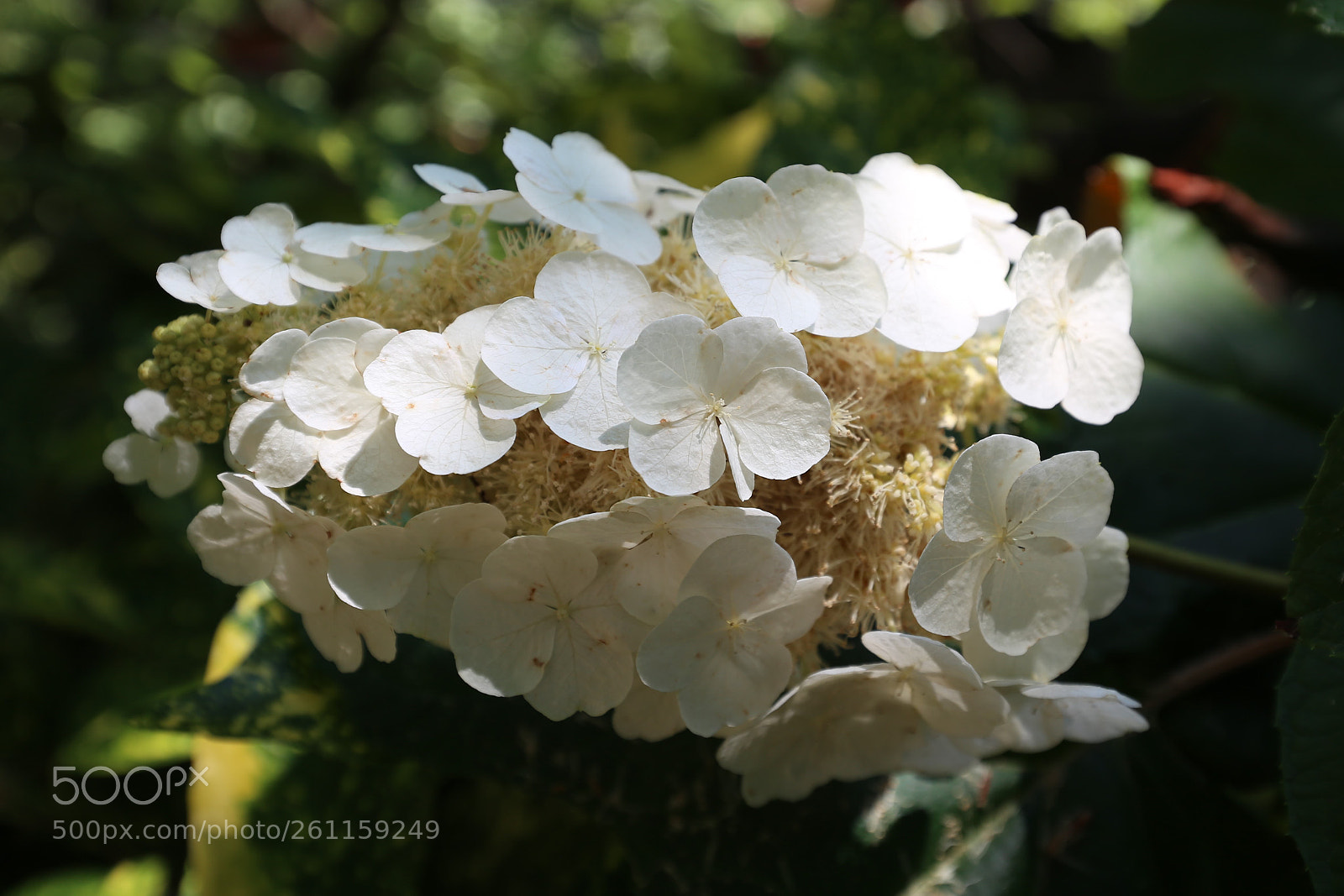 Canon EOS 6D sample photo. Hydrangea paniculata photography