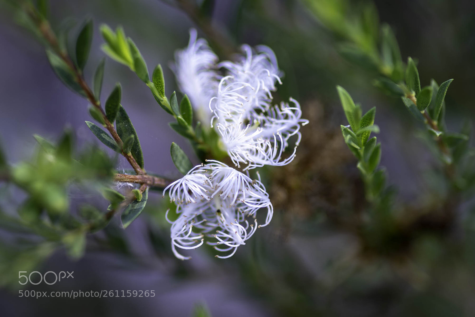 Pentax K-1 sample photo. Feathery flower photography