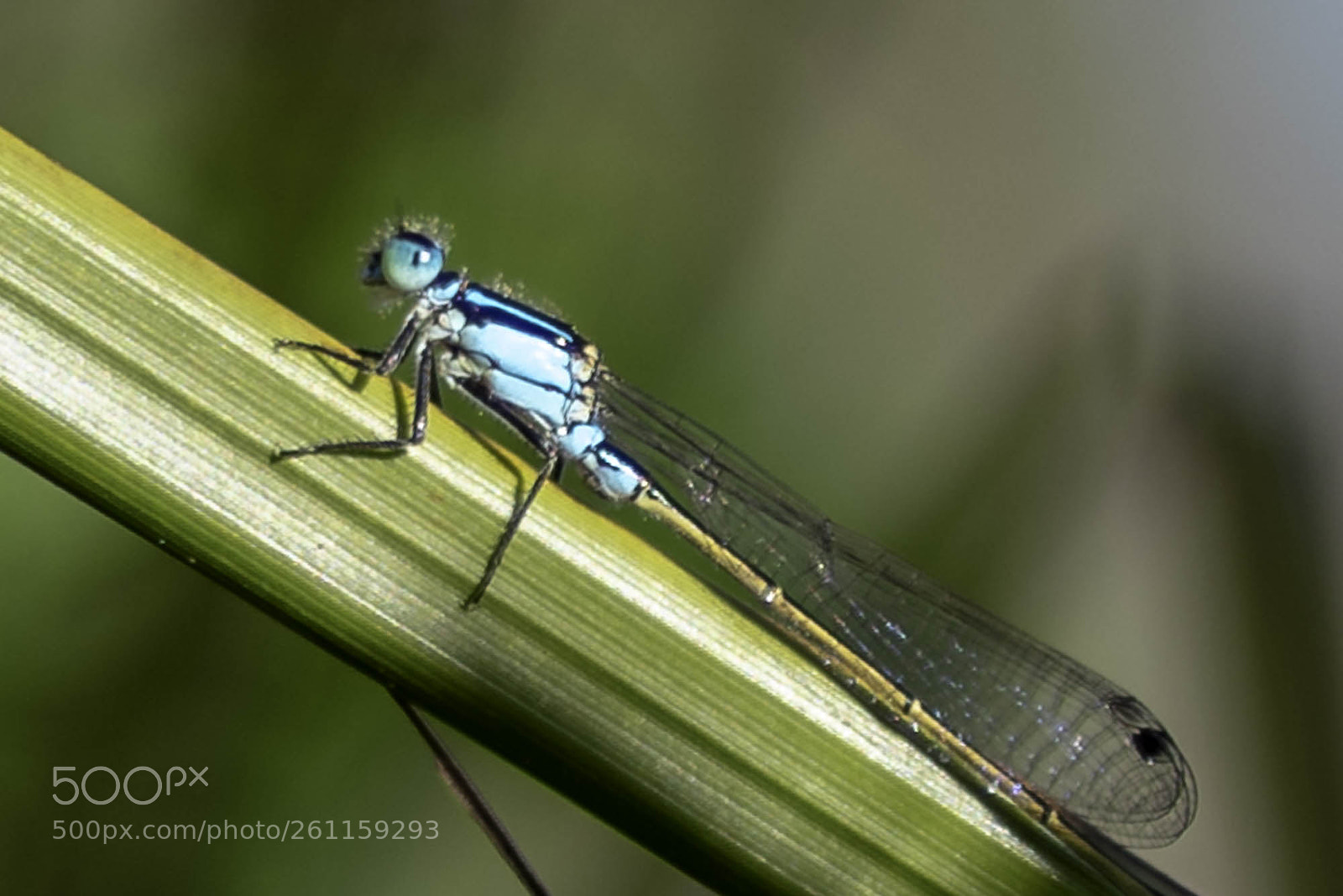 Pentax K-1 sample photo. Damselfly photography