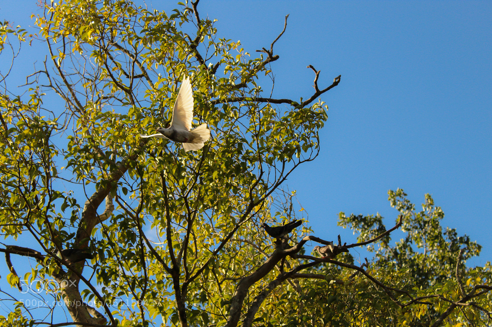 Canon EOS 1300D (EOS Rebel T6 / EOS Kiss X80) sample photo. The birds. photography