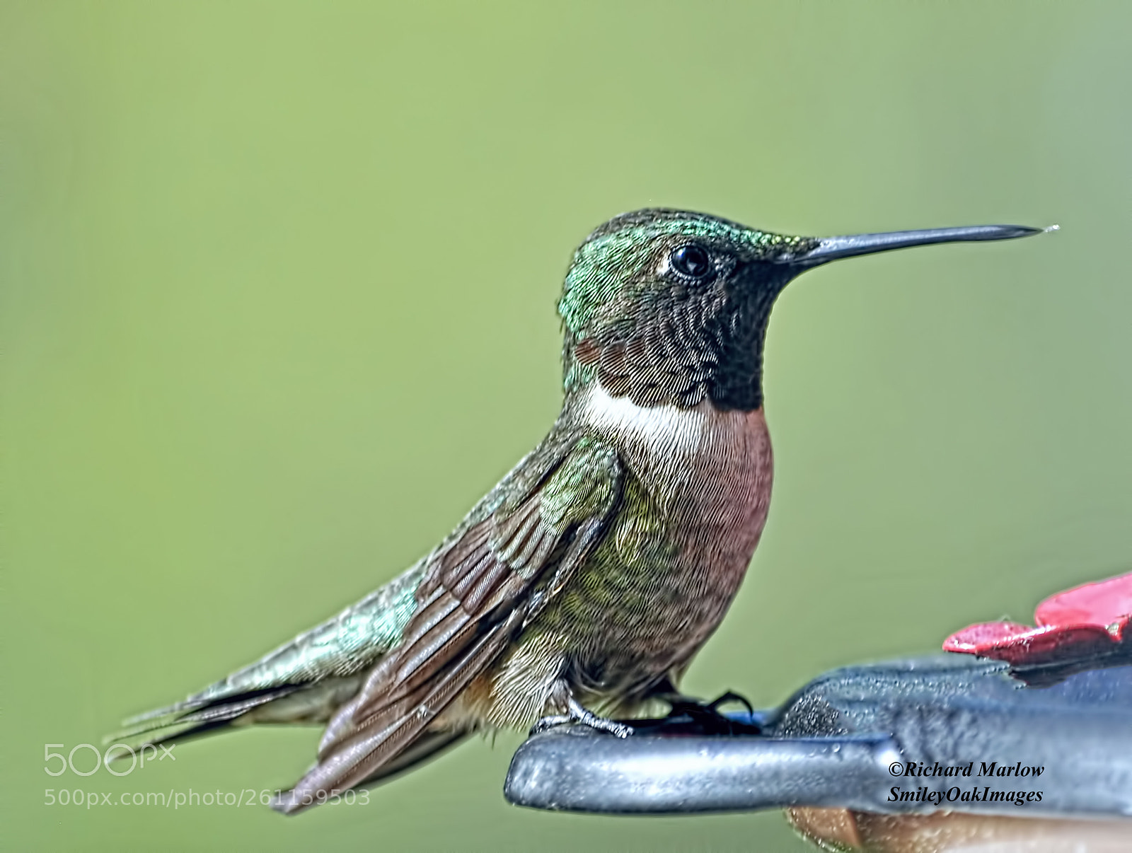 Nikon D5000 sample photo. Hummingbird photography