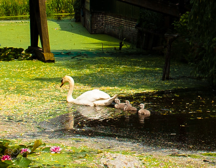 Canon EOS 5D Mark II sample photo. Hetherlands photography