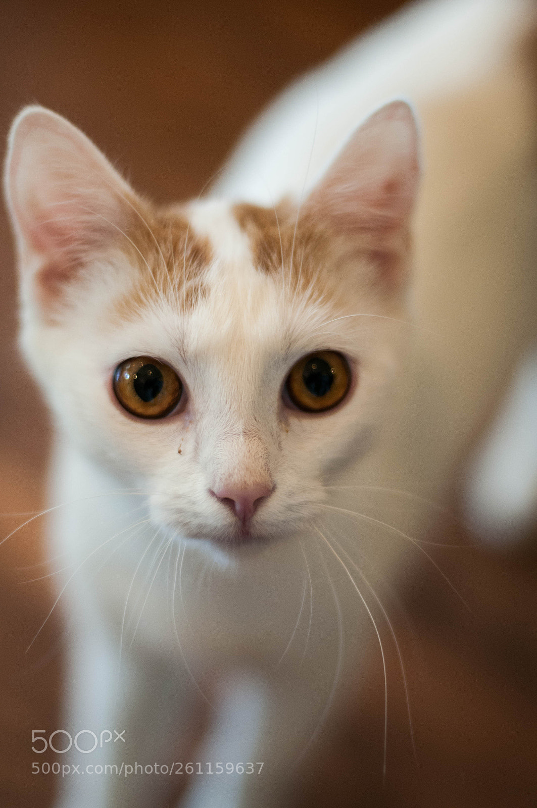 Nikon D300S sample photo. Kitty photography