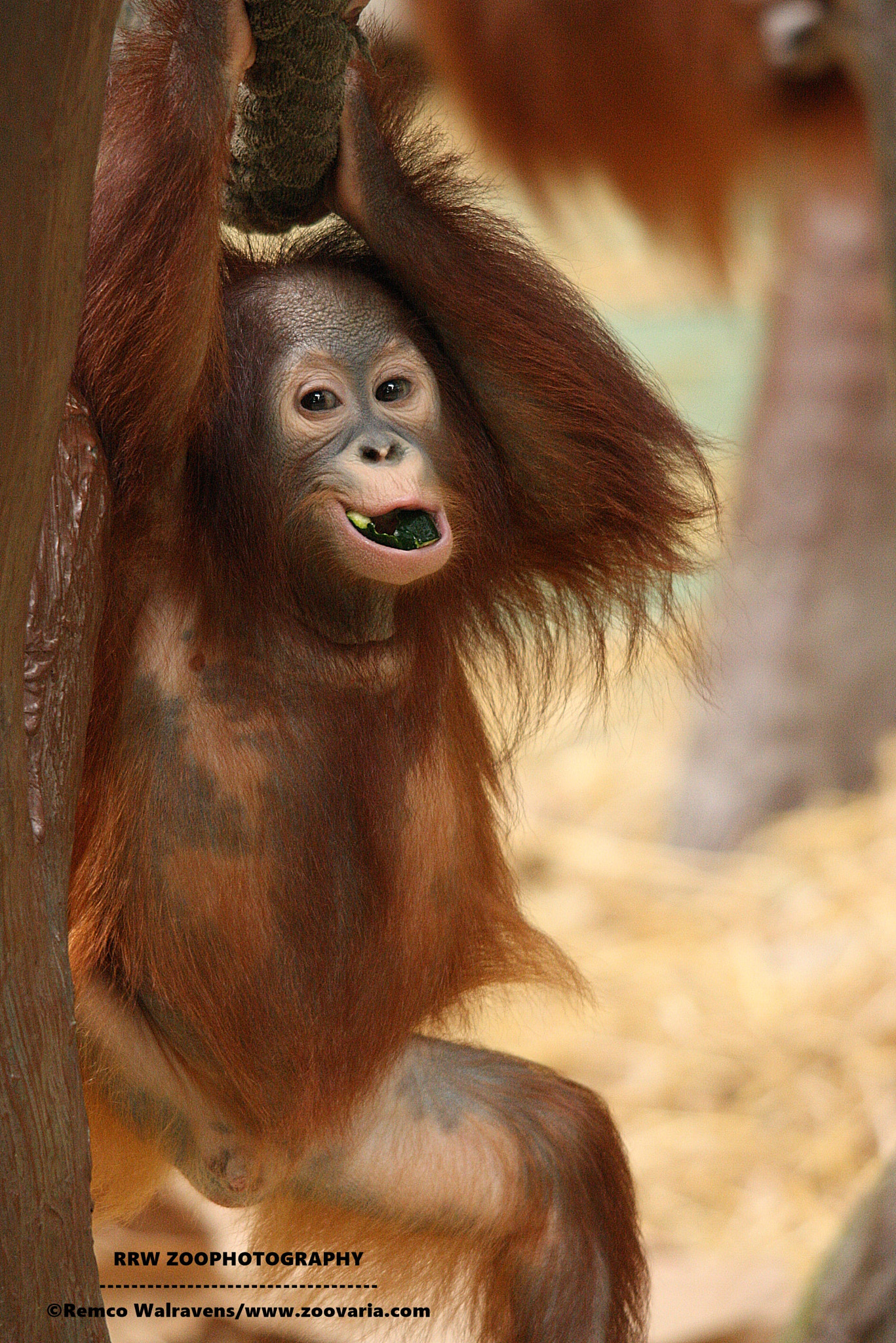 Sigma 150-500mm F5-6.3 DG OS HSM sample photo. Orang photography