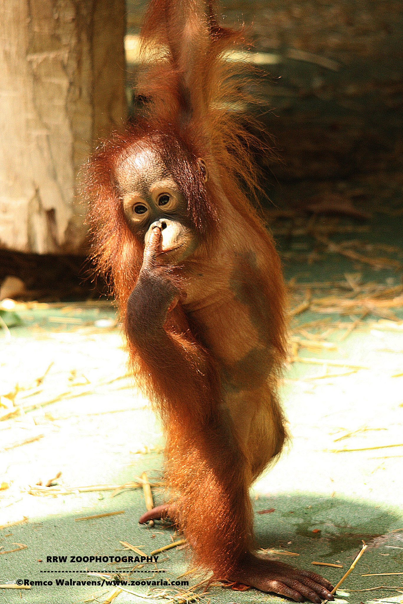 Sigma 150-500mm F5-6.3 DG OS HSM sample photo. Orang utan poses photography