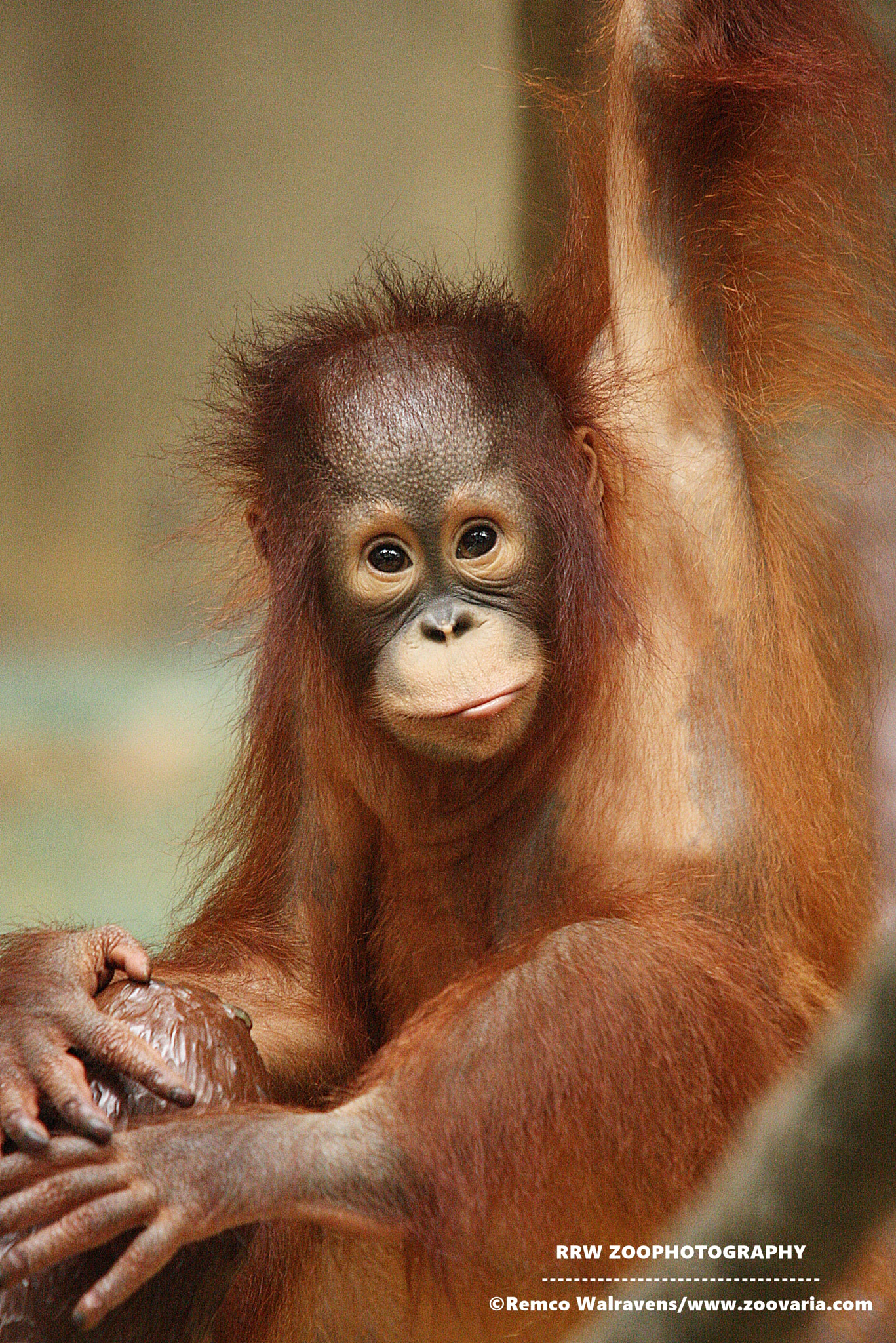 Sigma 150-500mm F5-6.3 DG OS HSM sample photo. Orang utan photography