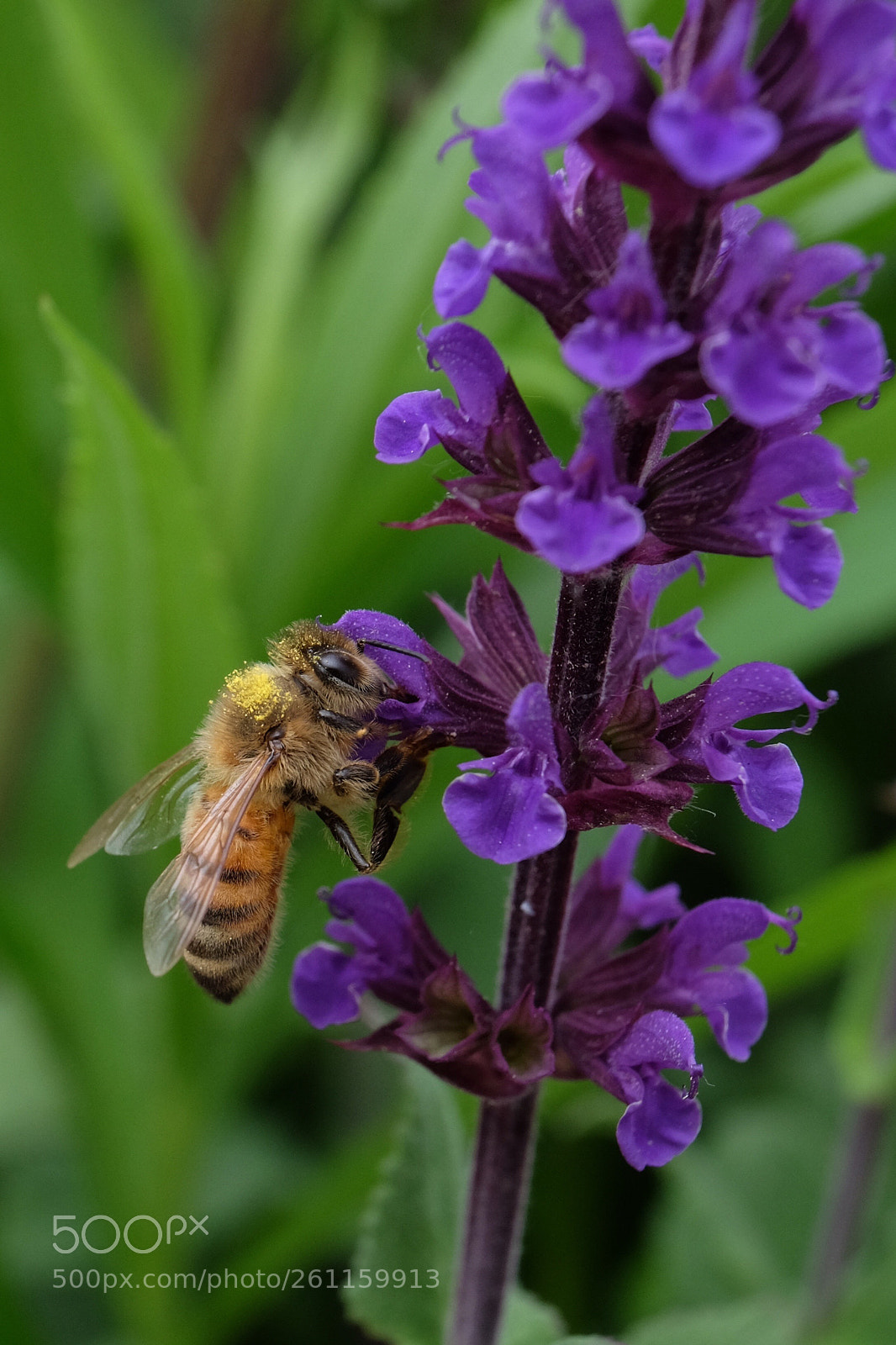 Fujifilm X-T10 sample photo. Bee pollen photography