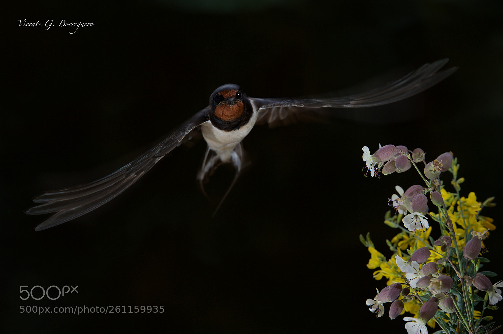 Nikon D700 sample photo. Hirundo rustica photography