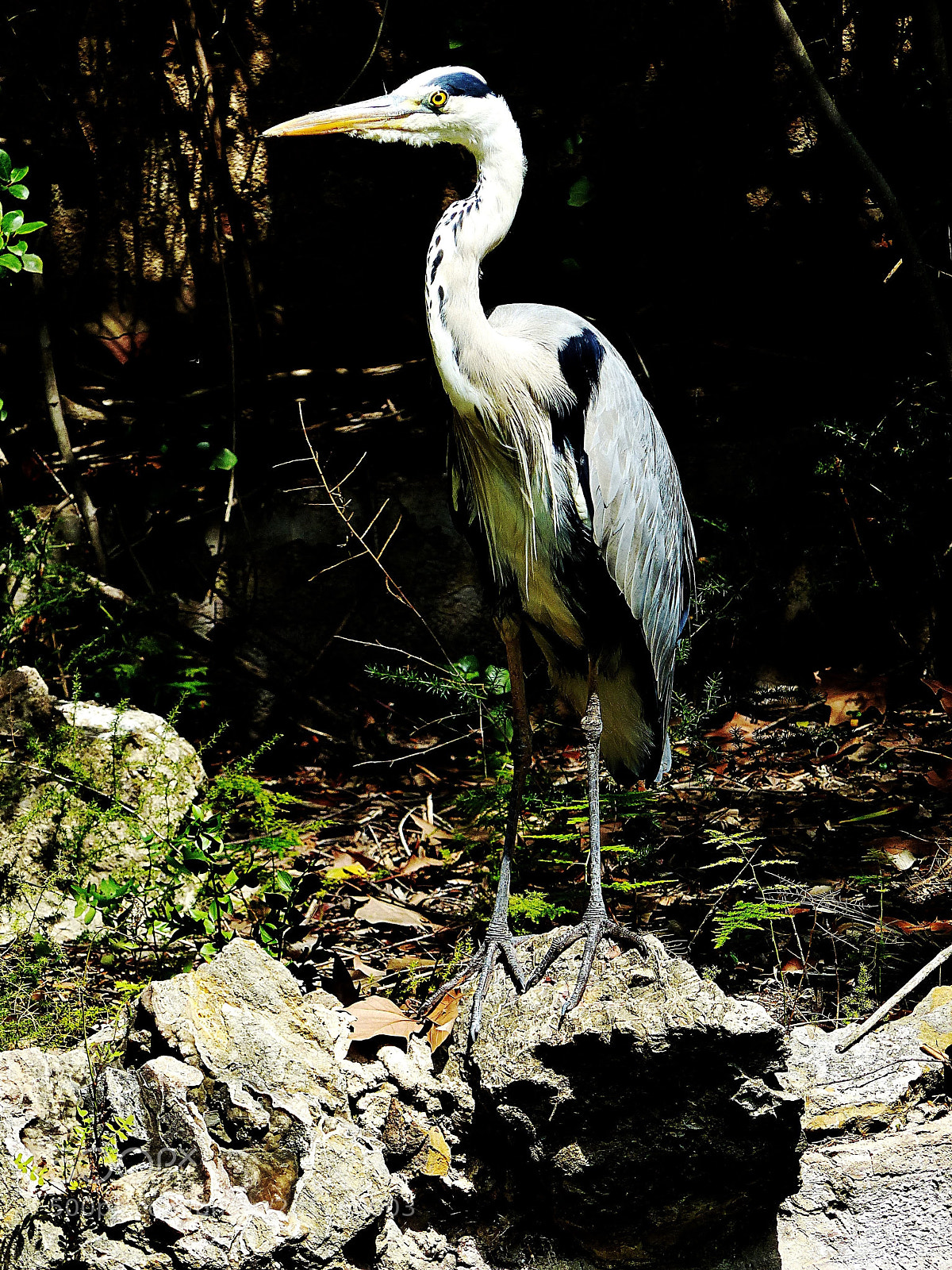 Panasonic Lumix DMC-FZ200 sample photo. Heron photography