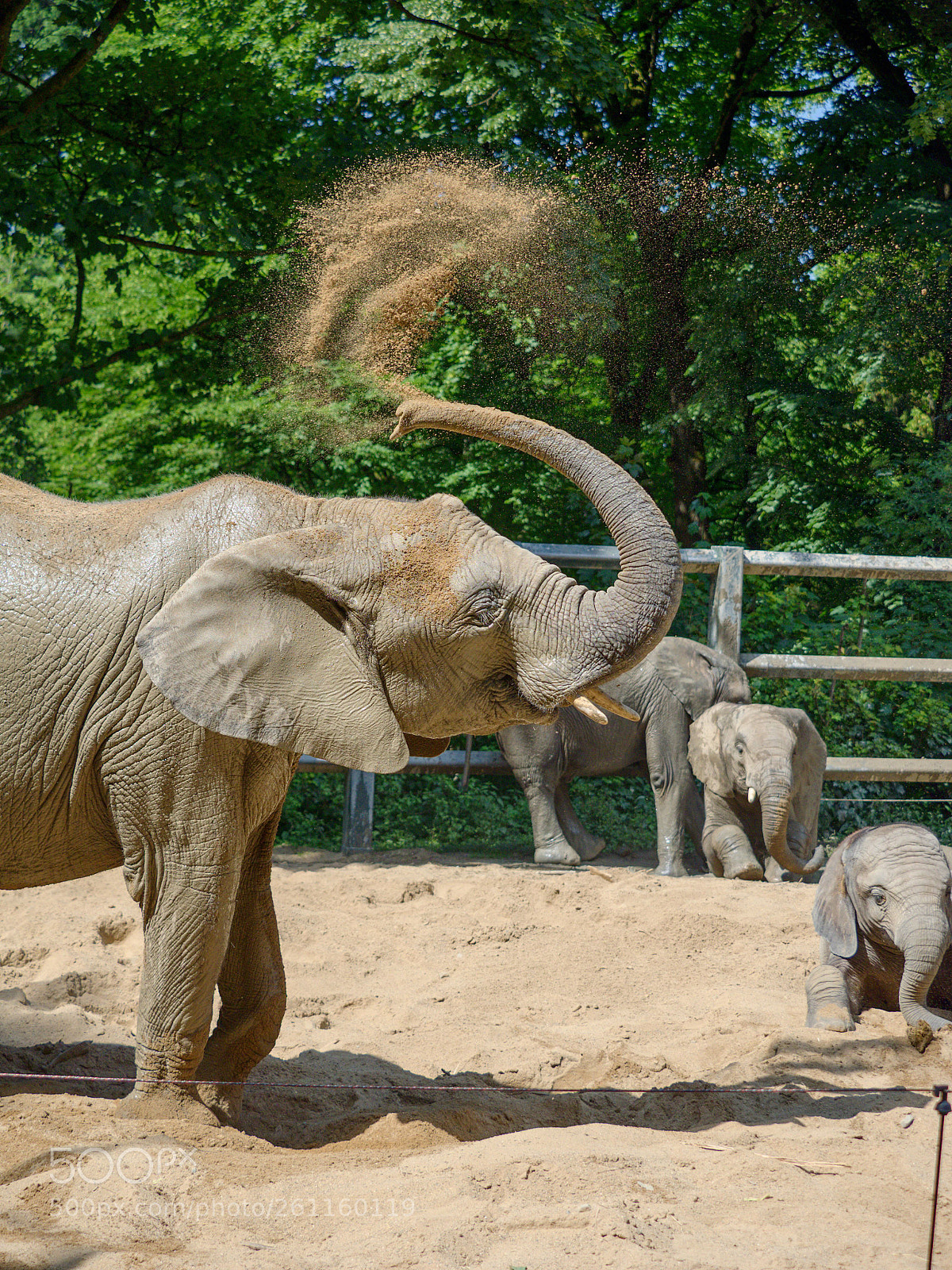 Olympus OM-D E-M1 sample photo. Elefant bei staubdusche photography
